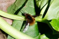 Bombylius major