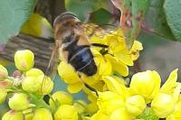 Eristalis tenax