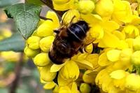 Eristalis tenax