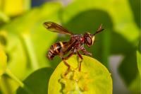 Conops vesicularis