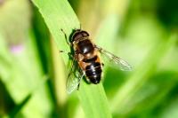Eristalis tenax