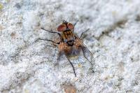 Ectophasia