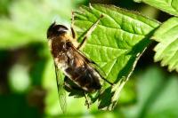 Eristalis pertinax