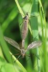 Tipula scripta