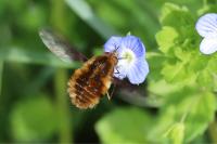 Bombylius major