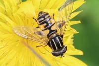 Helophilus pendulus