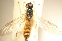 Sargus bipunctatus