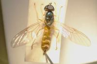 Sargus bipunctatus