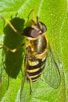 Syrphus