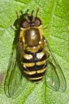 Syrphus