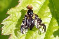 Euleia heraclei