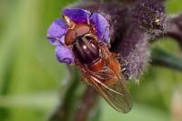 Rhingia campestris