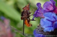Rhingia campestris