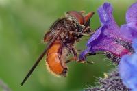 Rhingia campestris