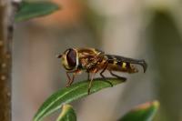 Syrphus ribesii