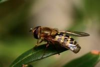 Syrphus ribesii