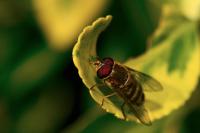 Syrphus torvus