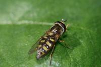 Eupeodes corollae