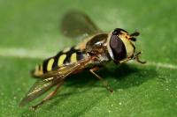 Eupeodes corollae