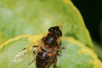 Eristalis pertinax