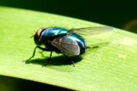 Calliphora vicina/vomitoria