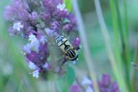 Helophilus
