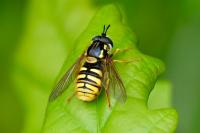 Chrysotoxum cautum
