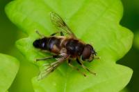 Eristalis pertinax