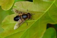 Eristalis