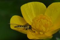 Sphaerophoria