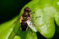 Eristalis tenax