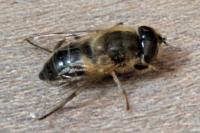 Eristalis pertinax