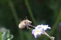Bombylius cruciatus
