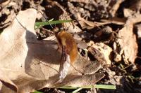 Bombylius major