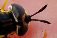 Chrysotoxum vernale