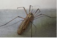 Nephrotoma appendiculata