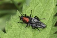 Clitellaria ephippium