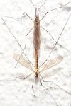 Nephrotoma flavescens