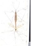Nephrotoma flavescens