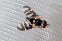 Urophora quadrifasciata