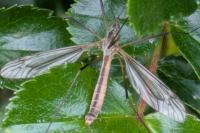 Tipula vernalis