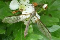 Tipula oleracea