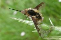 Bombylius major