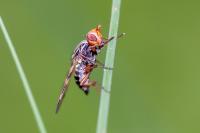 Otites porcus
