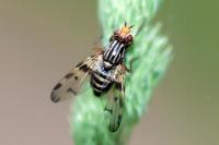 Otites porcus