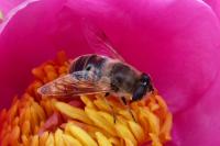 Eristalis tenax
