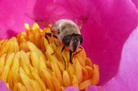 Eristalis tenax