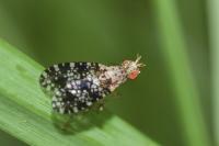 Trypetoptera punctulata