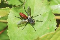 Cylindromyia bicolor