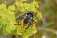 Merodon clavipes